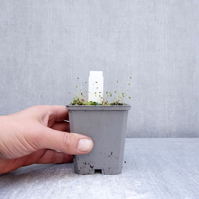 Esimerkki keväällä toimitetusta Isoinkarvillea Snowtop Taimiruukku 8/9 cm Koko I-taimesta