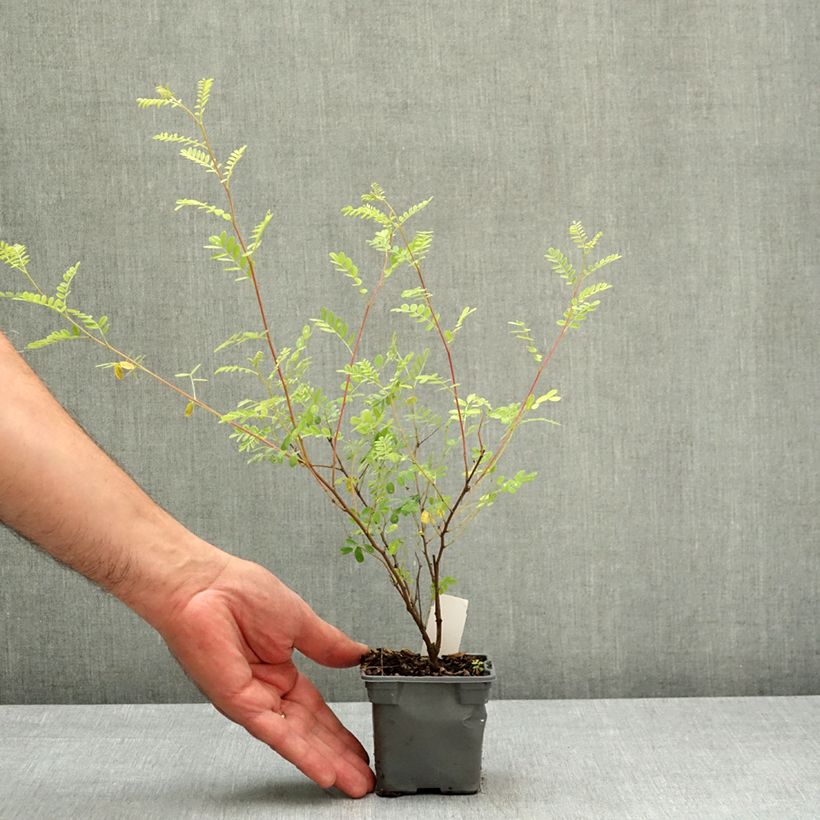 Esimerkki keväällä toimitetusta Himalajanindigo - Indigofera heterantha Taimiruukku 8/9 cm-taimesta