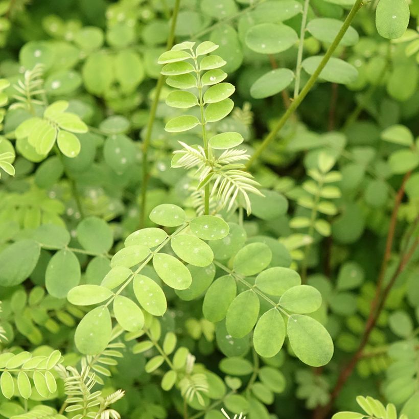 Himalajanindigo - Indigofera heterantha (Lehvistö)