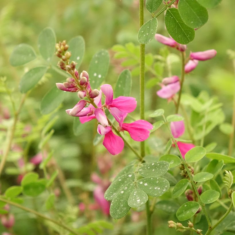 Himalajanindigo - Indigofera heterantha (Kukinta)