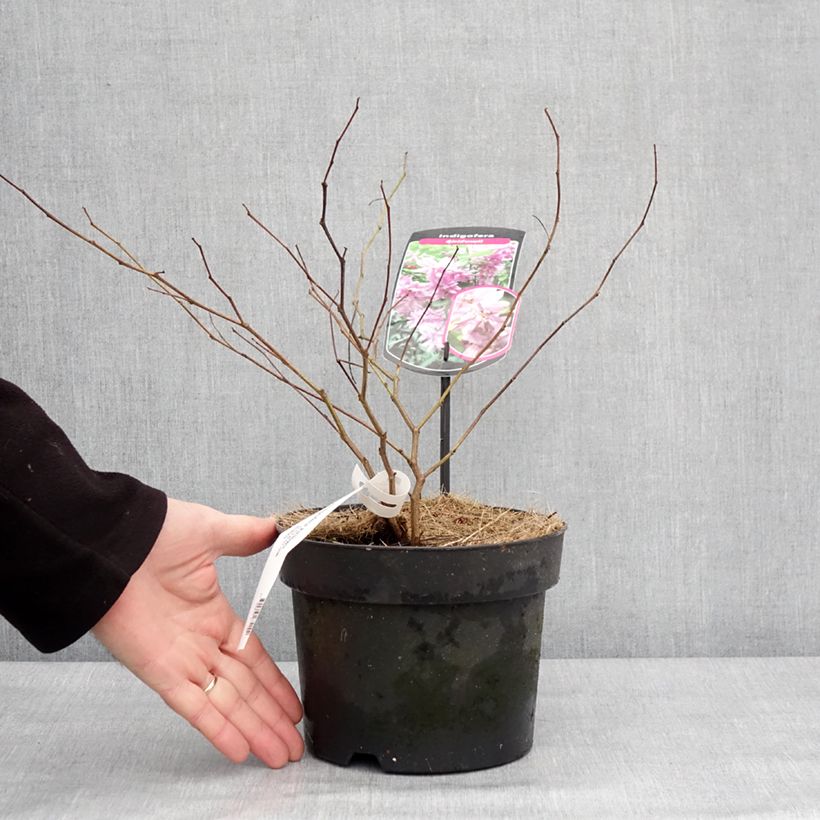 Esimerkki talvella toimitetusta Indigofera kirilowii - Indigotier de Kirilov 2 litran/3 litran ruukku-taimesta