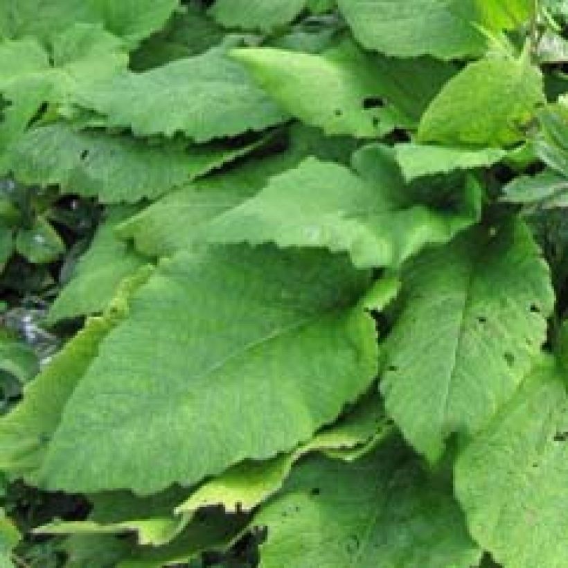 Jättihirvenjuuri - Inula magnifica (Lehvistö)