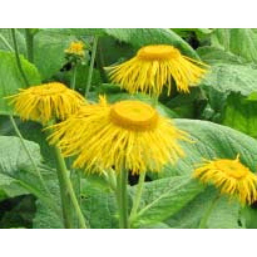 Jättihirvenjuuri - Inula magnifica (Kukinta)