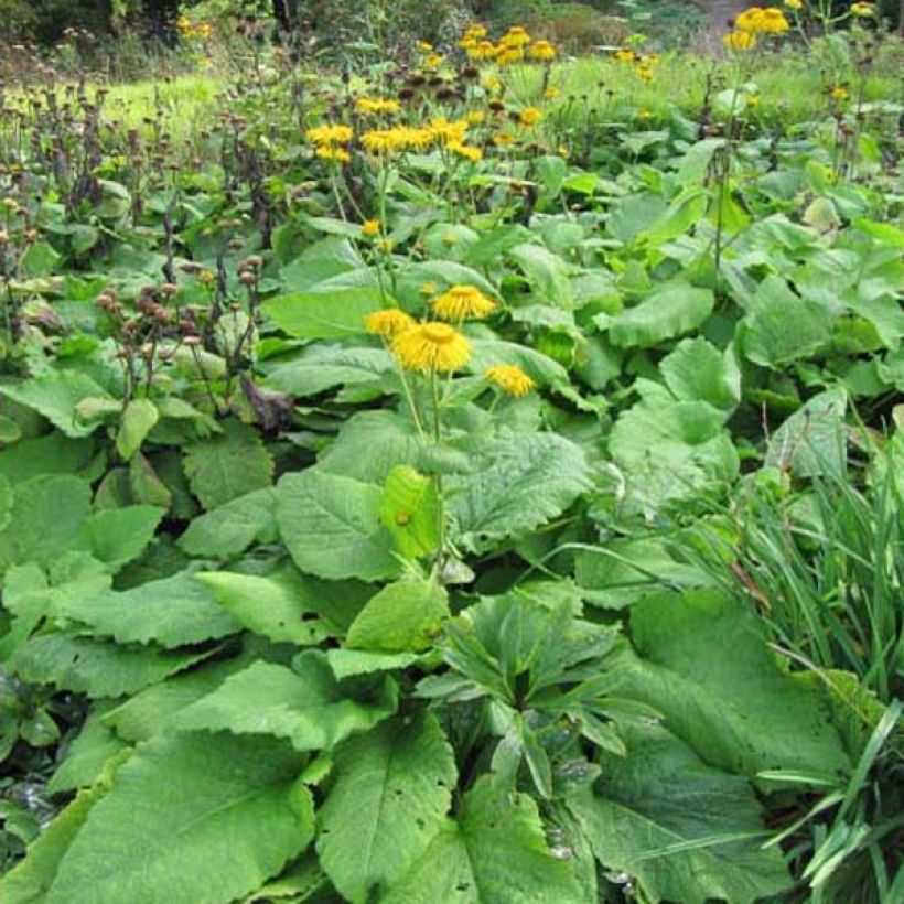 Jättihirvenjuuri - Inula magnifica (Kasvutapa)
