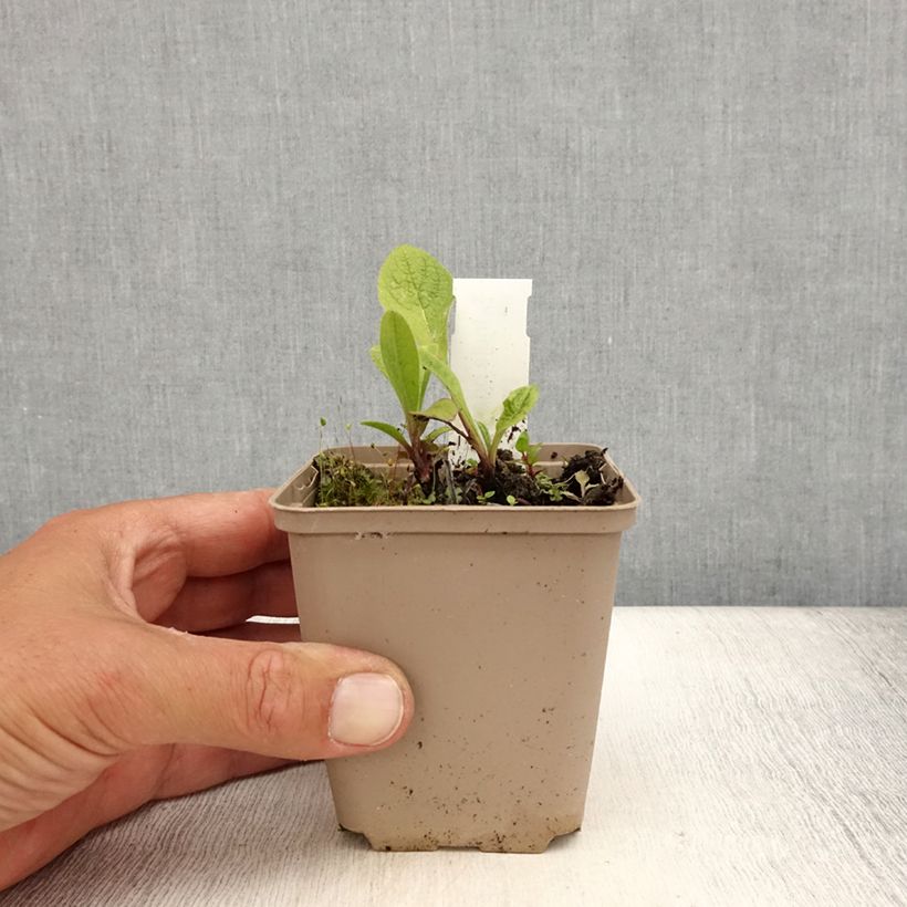 Esimerkki kesällä toimitetusta Idänhirvenjuuri - Inula orientalis Godet de 8/9 cm-taimesta