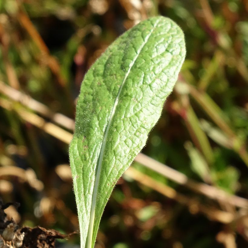 Idänhirvenjuuri - Inula orientalis (Lehvistö)