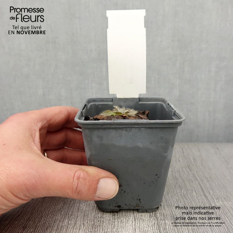 Esimerkki syksyllä toimitetusta Kääpiöhirvenjuuri - Inula rhizocephala 8/9 cm taimiruukku-taimesta