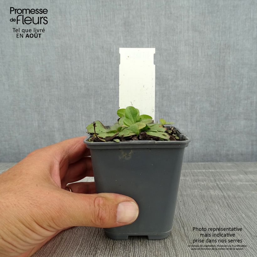 Esimerkki kesällä toimitetusta Kääpiöhirvenjuuri - Inula rhizocephala Godet de 8/9 cm-taimesta