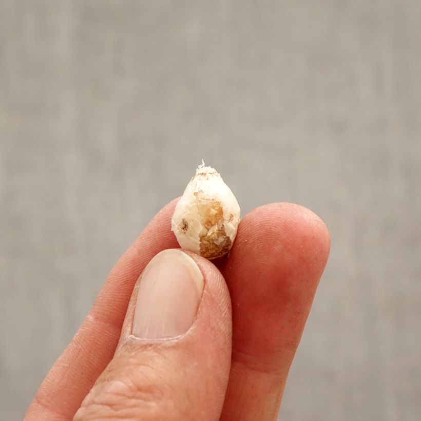 Esimerkki keväällä toimitetusta Heinätähti Mix Bulbe size I-taimesta