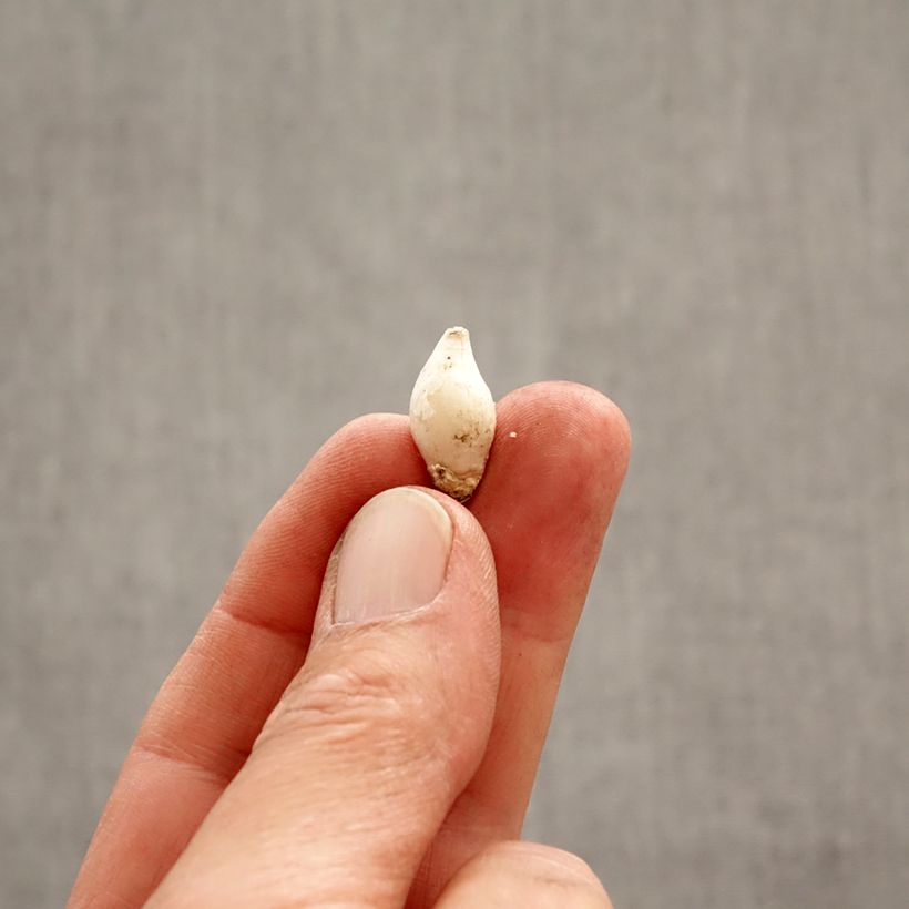Esimerkki keväällä toimitetusta Heinätähti - Ipheion uniflorum Bulbe size 4+-taimesta