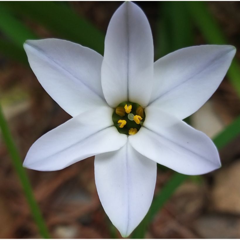 Heinätähti White Star (Kukinta)