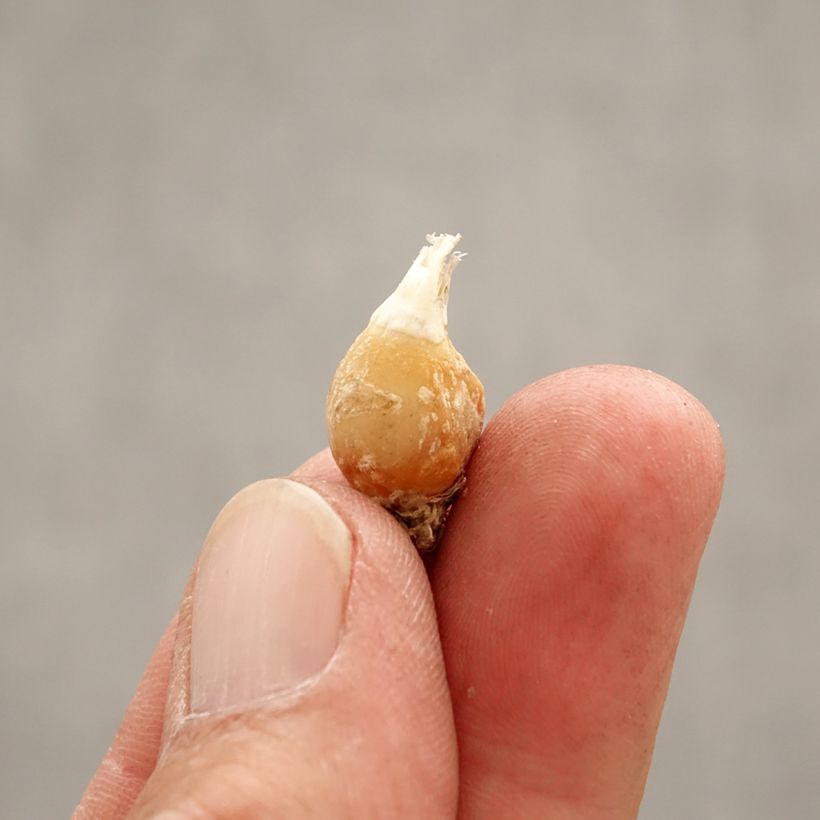 Esimerkki keväällä toimitetusta Heinätähti White Star Bulbe size I-taimesta