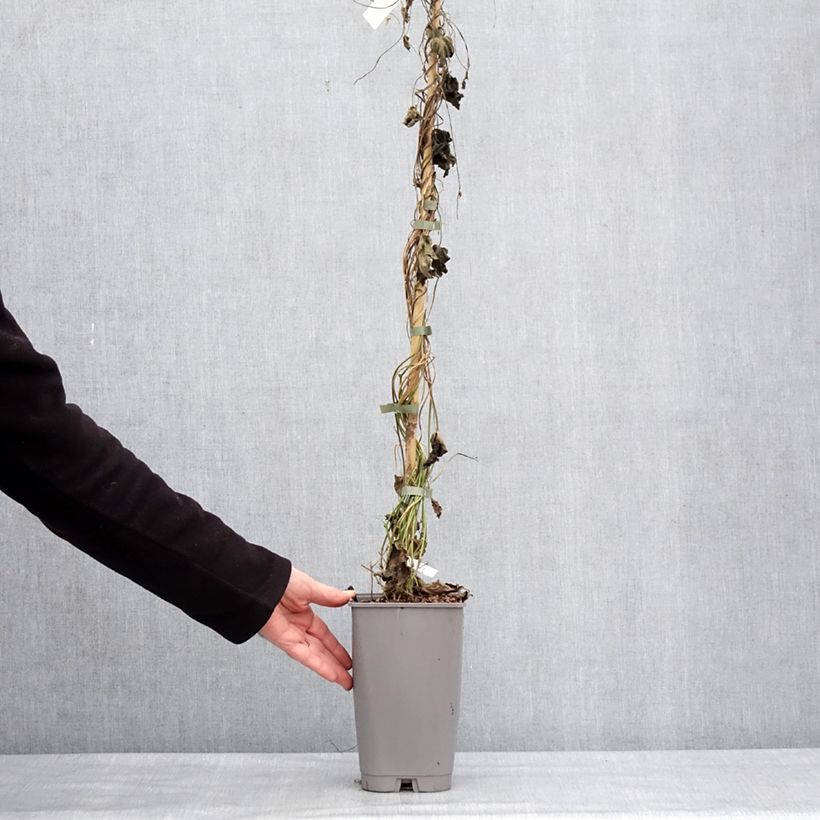 Esimerkki talvella toimitetusta Elämänlanga - Ipomoea learii Pot de 2L/3L-taimesta