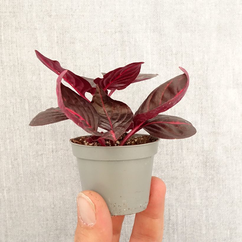Esimerkki keväällä toimitetusta Iresine herbstii Bloodleaf Minikasvi-taimesta