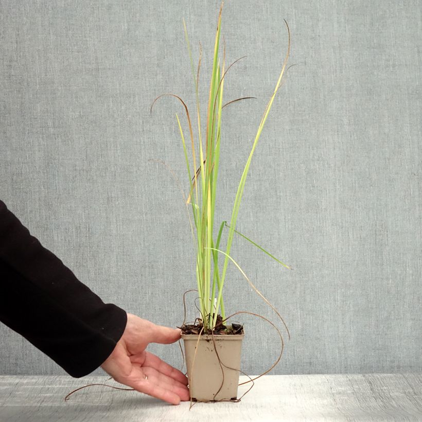 Esimerkki syksyllä toimitetusta Tiibetinkurjenmiekka - Iris bulleyana 8/9 cm taimiruukku-taimesta