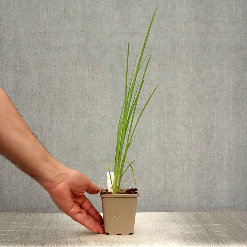 Esimerkki kesällä toimitetusta Tiibetinkurjenmiekka - Iris bulleyana 8/9 cm taimiruukku-taimesta