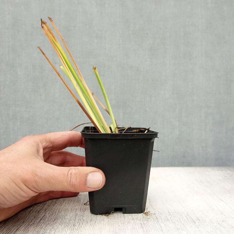 Esimerkki syksyllä toimitetusta Siperiankurjenmiekka Blue King 8/9 cm taimiruukku-taimesta