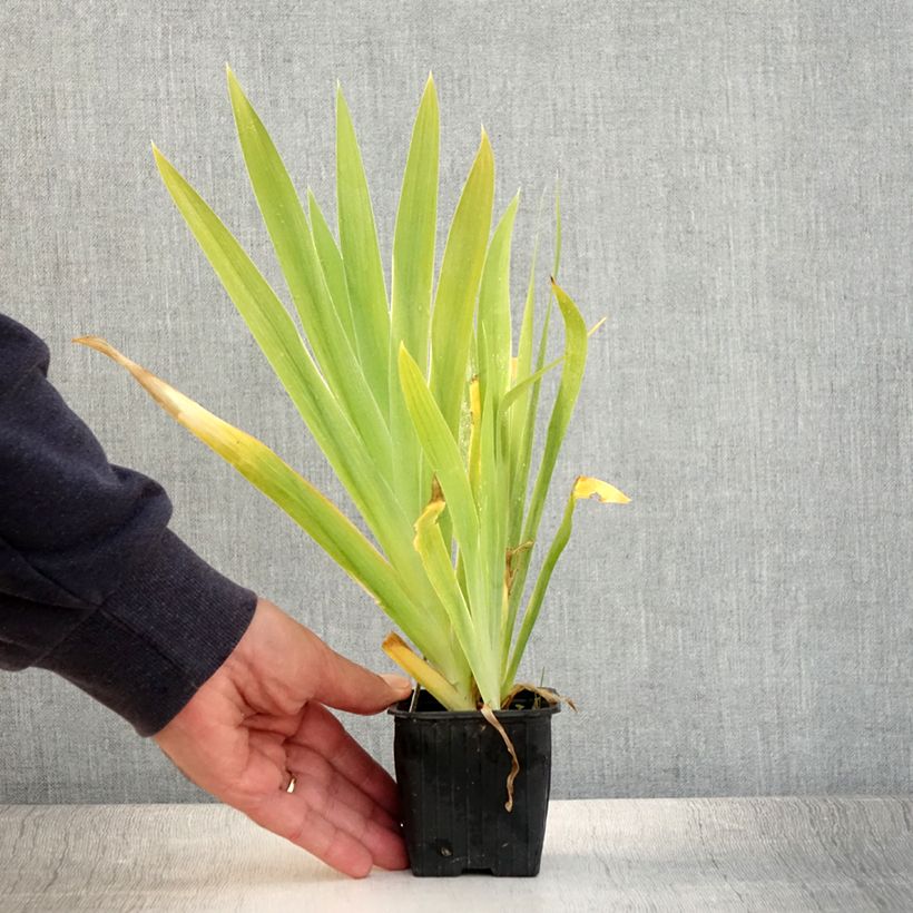 Esimerkki kesällä toimitetusta Leopardikurjenmiekka - Belamcanda chinensis Godet de 8/9 cm-taimesta