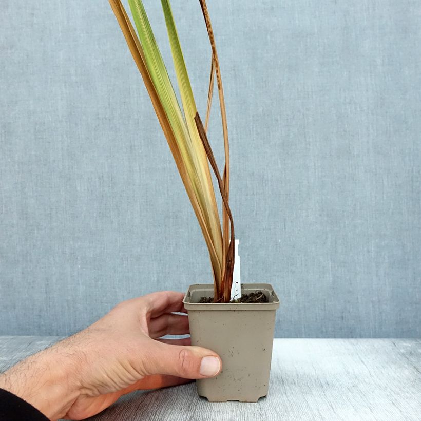 Esimerkki syksyllä toimitetusta Iris du Japon - Iris ensata Diamant Godet de 8/9 cm-taimesta