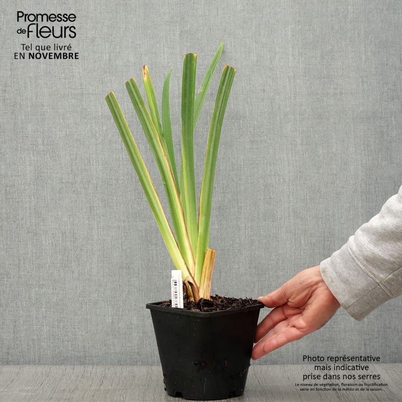 Esimerkki syksyllä toimitetusta Iris du Japon - Iris ensata Dinner Plate Blueberry Pie Pot de 2L/3L-taimesta