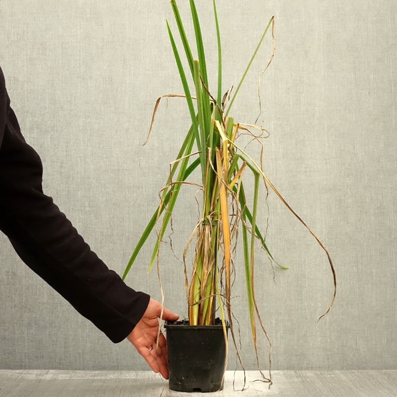 Esimerkki syksyllä toimitetusta Iris du Japon - Iris ensata Dinner Plate Sundae Pot de 2L/3L-taimesta