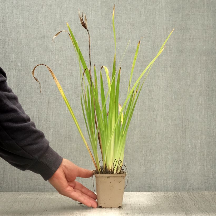 Esimerkki kesällä toimitetusta Iris du Japon - Iris ensata Lady in Waiting Godet de 8/9 cm-taimesta