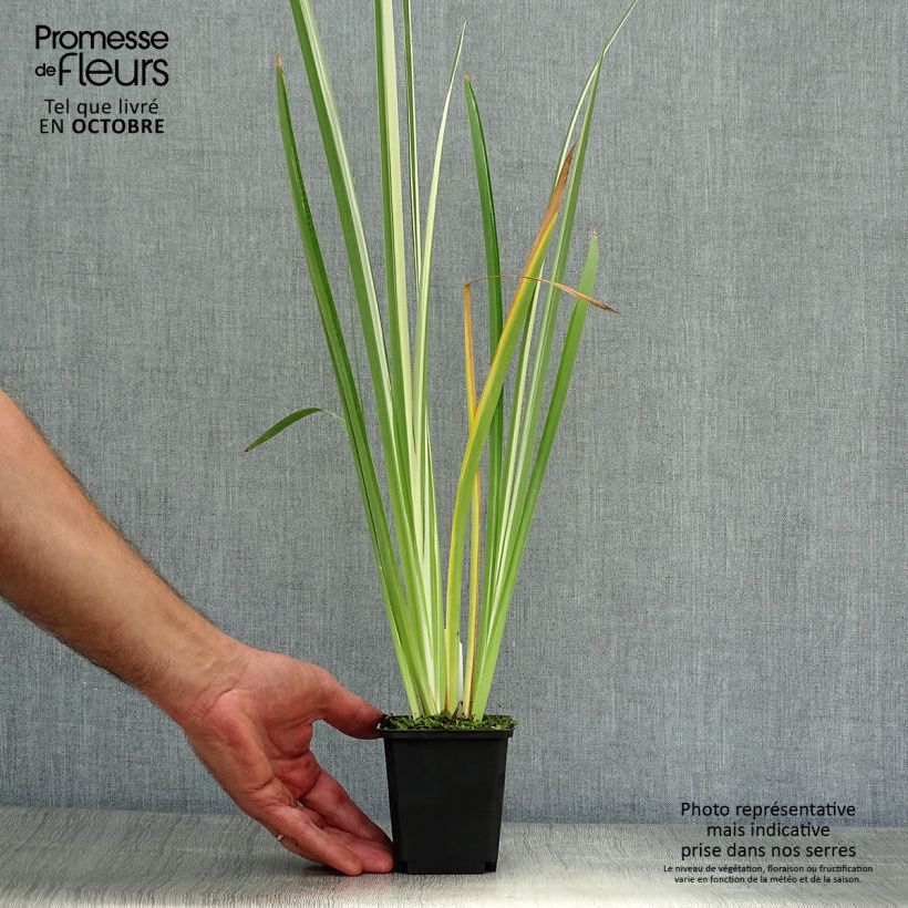 Esimerkki syksyllä toimitetusta Japaninkurjenmiekka Variegata 8/9 cm taimiruukku-taimesta