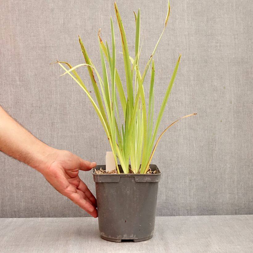 Esimerkki syksyllä toimitetusta Japaninkurjenmiekka Variegata 2 litran/3 litran ruukku-taimesta