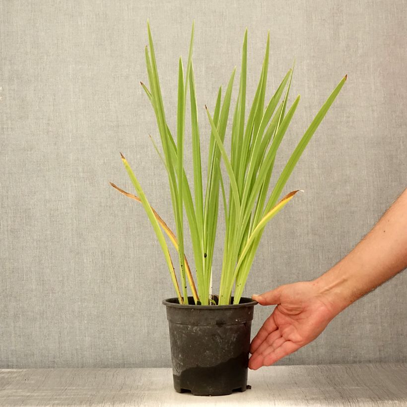 Esimerkki kesällä toimitetusta Japaninkurjenmiekka Variegata Ruukku 2L / 3L-taimesta