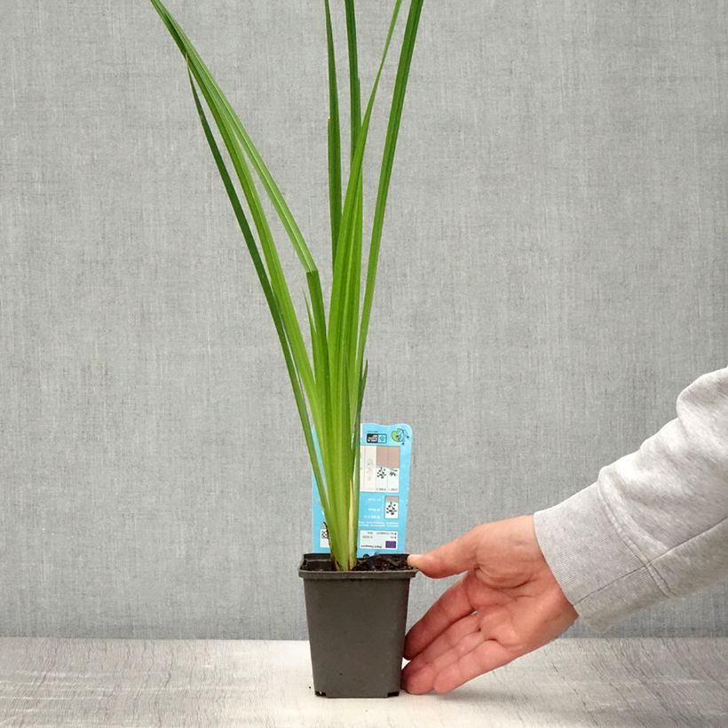 Esimerkki kesällä toimitetusta Japaninkurjenmiekka White Ladies 8/9 cm taimiruukku-taimesta