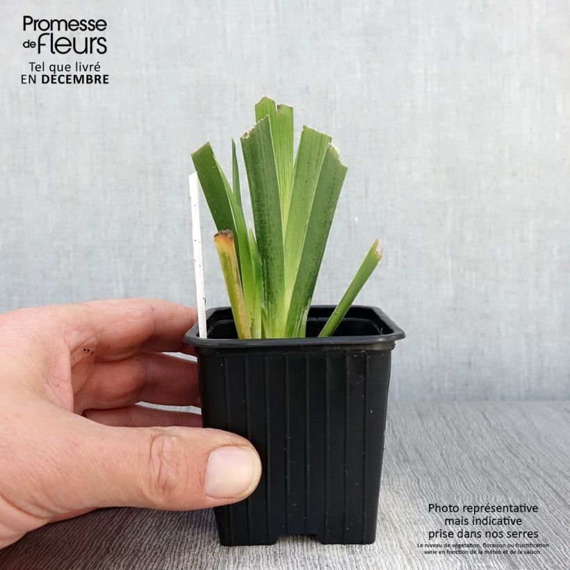 Esimerkki syksyllä toimitetusta Haisukurjenmiekka - Iris foetidissima 8/9 cm taimiruukku-taimesta