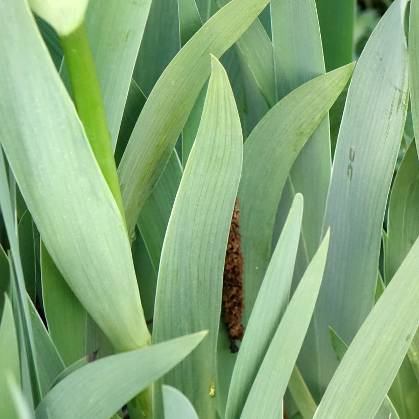 Saksankurjenmiekka Accent Variegata (Lehvistö)