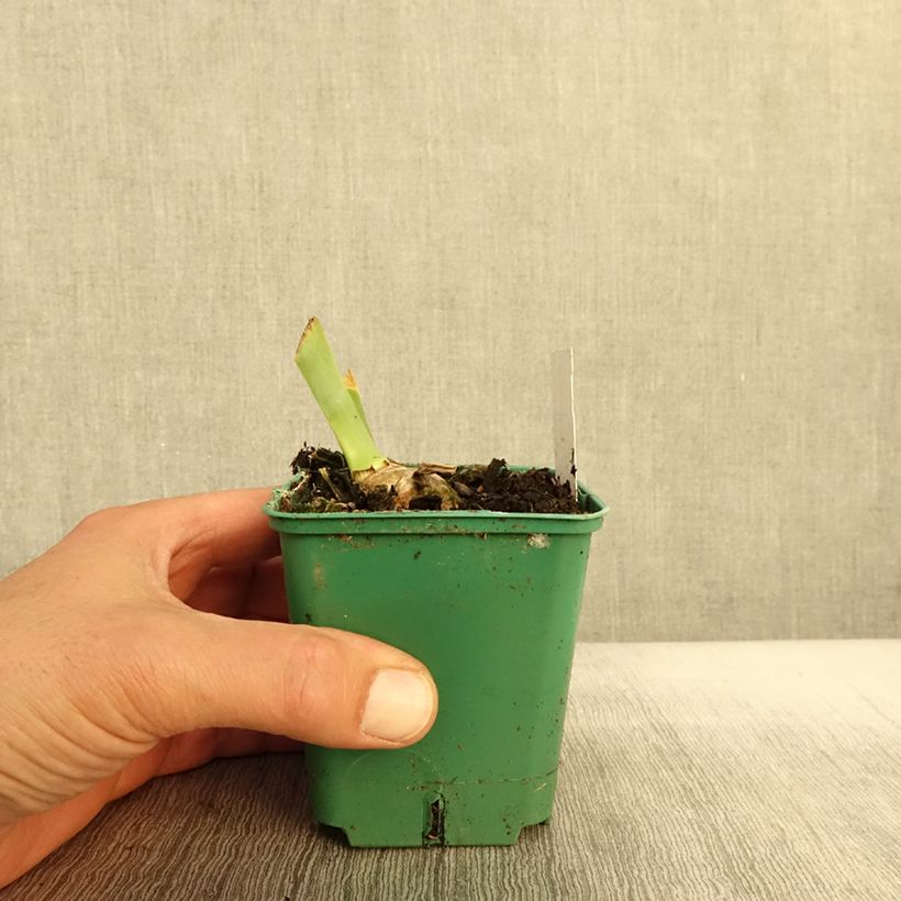 Esimerkki syksyllä toimitetusta Saksankurjenmiekka Agrippa 8/9 cm taimiruukku-taimesta