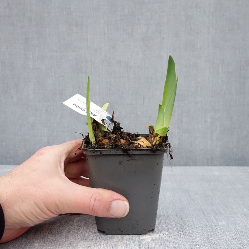 Esimerkki talvella toimitetusta Saksankurjenmiekka Aigue Marine 8/9 cm taimiruukku-taimesta