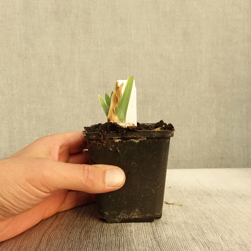 Esimerkki syksyllä toimitetusta Saksankurjenmiekka Arctic Age 8/9 cm taimiruukku-taimesta