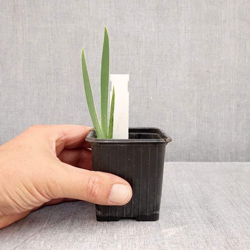 Esimerkki syksyllä toimitetusta Saksankurjenmiekka Arpège 8/9 cm taimiruukku-taimesta