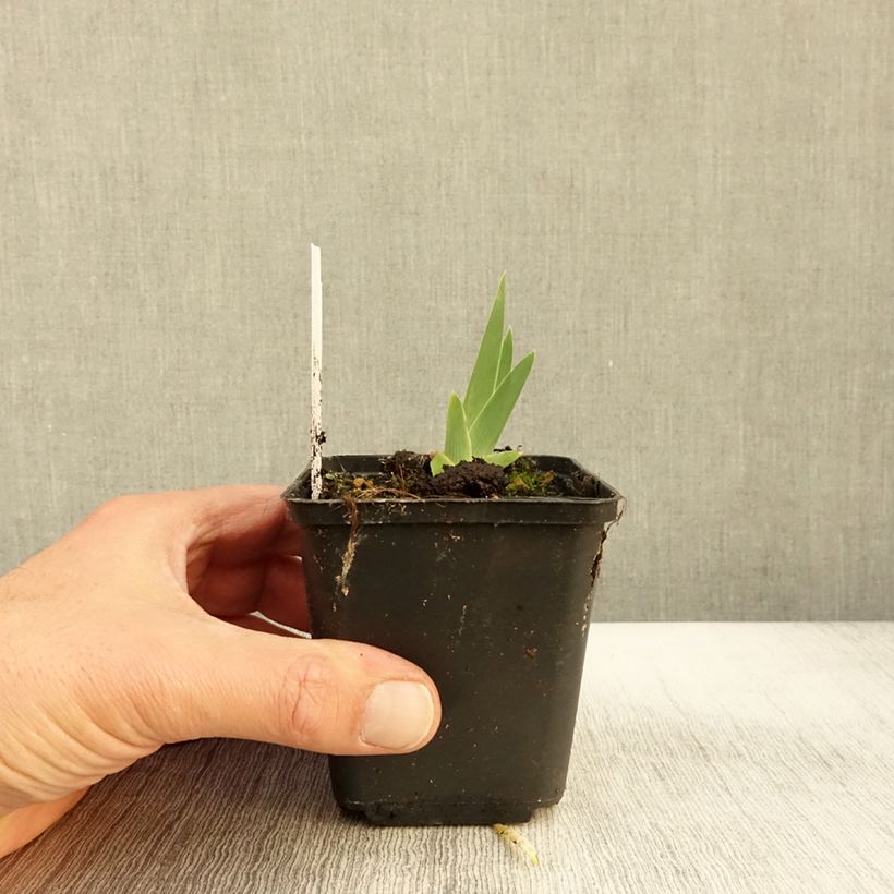 Esimerkki syksyllä toimitetusta Saksankurjenmiekka Art Déco 8/9 cm taimiruukku-taimesta
