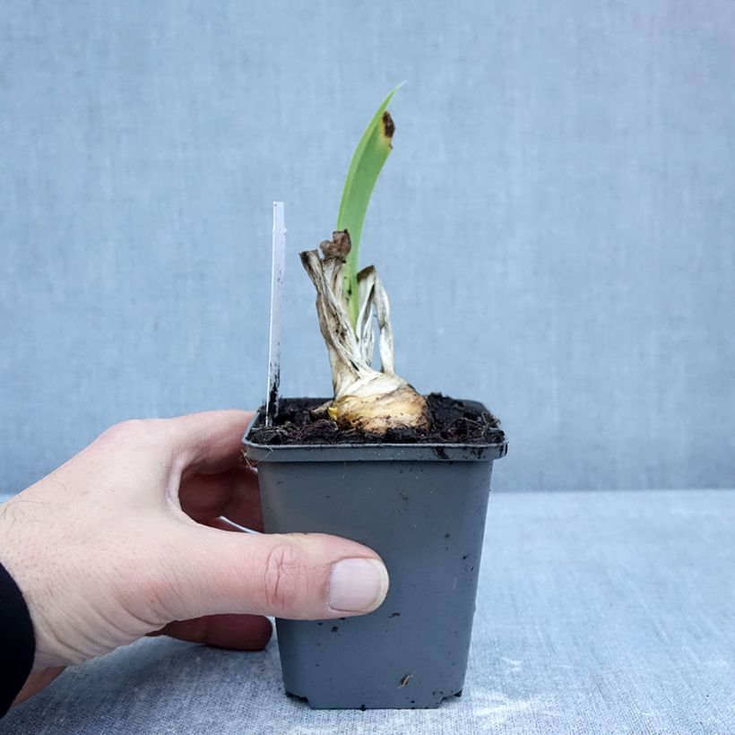 Esimerkki talvella toimitetusta Saksankurjenmiekka Autumn Encore 8/9 cm taimiruukku-taimesta