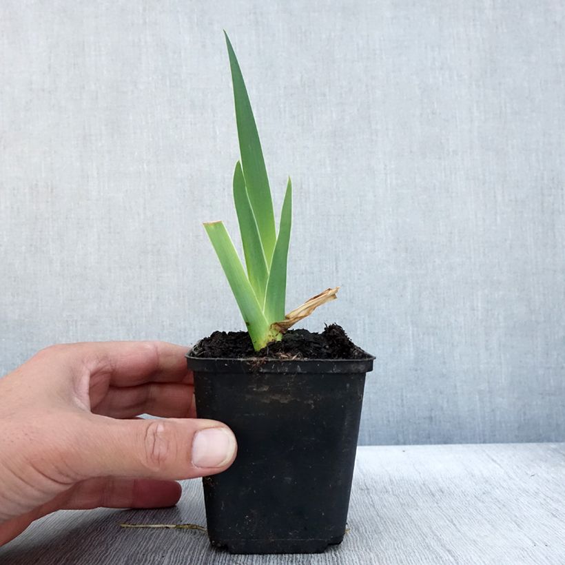 Esimerkki syksyllä toimitetusta Saksankurjenmiekka Bébé Rose 8/9 cm taimiruukku-taimesta