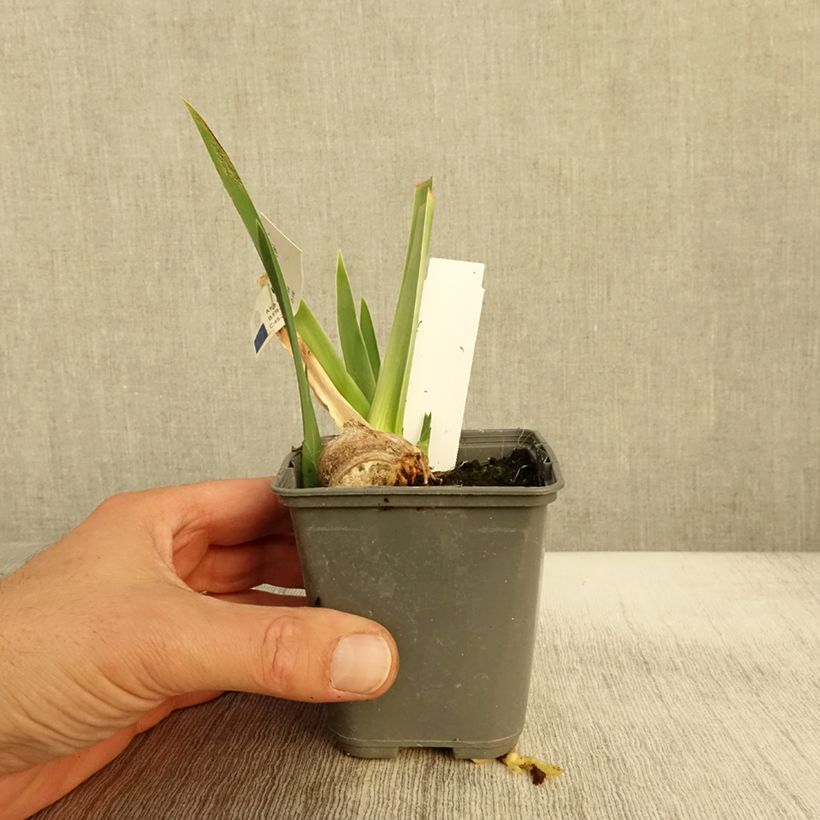 Esimerkki syksyllä toimitetusta Saksankurjenmiekka Belle Surprise 8/9 cm taimiruukku-taimesta