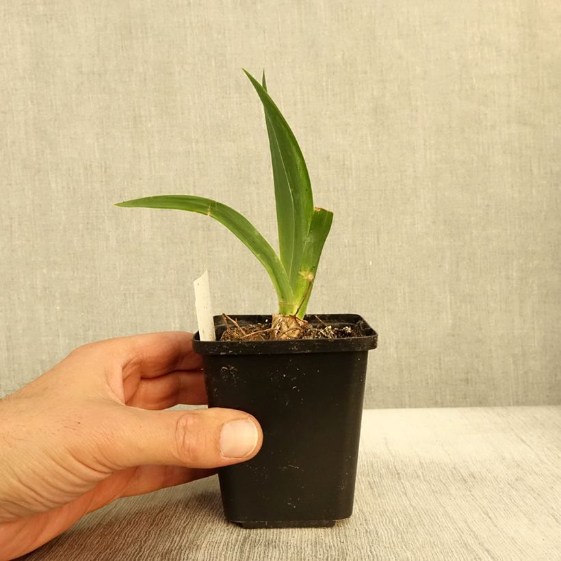 Esimerkki syksyllä toimitetusta Saksankurjenmiekka Black Knight 8/9 cm taimiruukku-taimesta