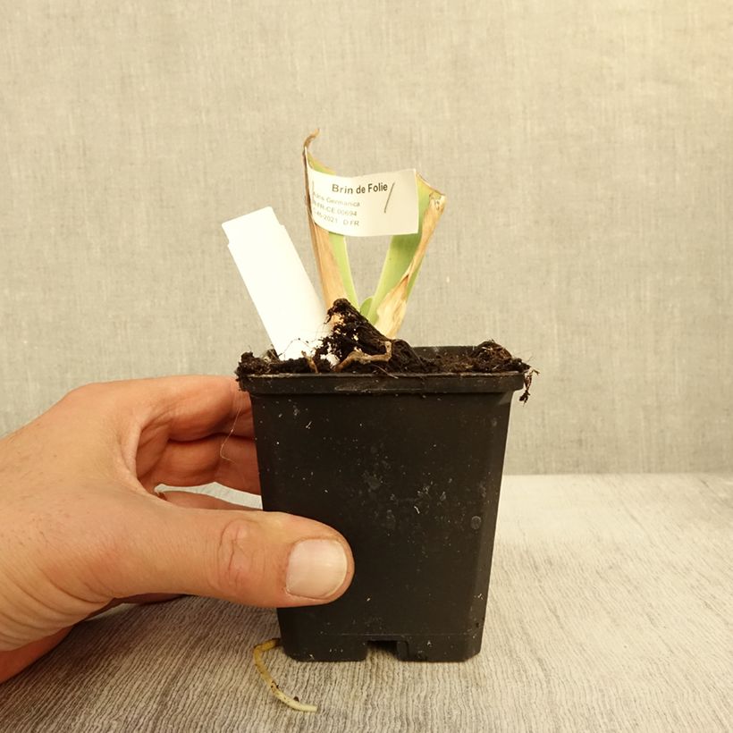 Esimerkki syksyllä toimitetusta Saksankurjenmiekka Brin de Folie 8/9 cm taimiruukku-taimesta
