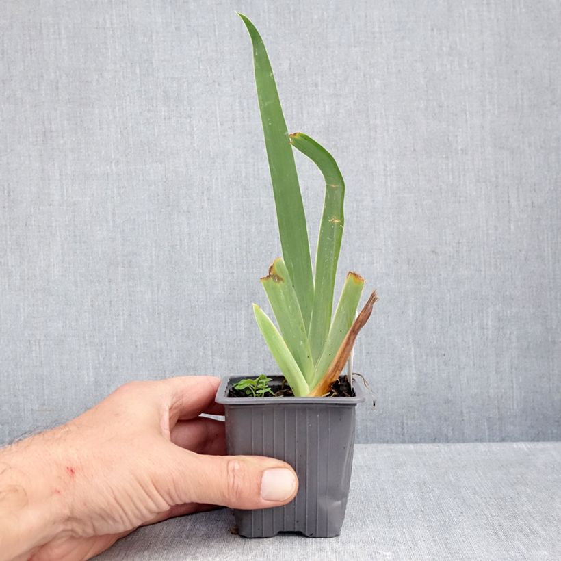 Esimerkki syksyllä toimitetusta Saksankurjenmiekka Buffy 8/9 cm taimiruukku-taimesta