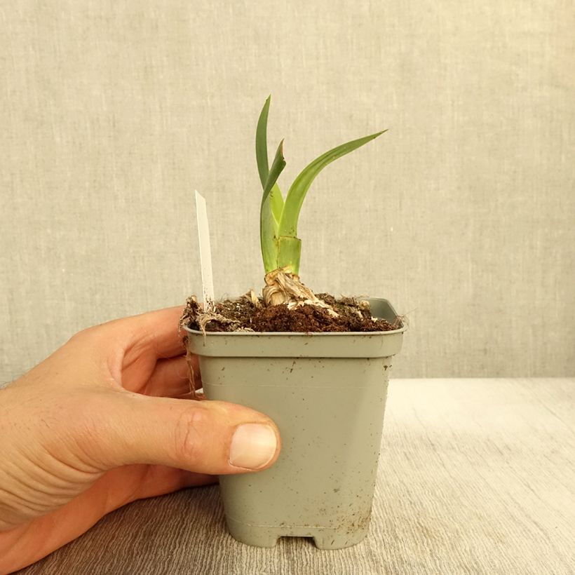 Esimerkki syksyllä toimitetusta Saksankurjenmiekka Bullwinkle 8/9 cm taimiruukku-taimesta