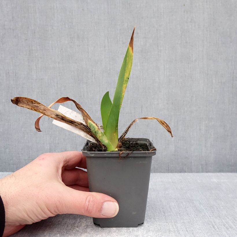 Esimerkki talvella toimitetusta Saksankurjenmiekka Cartouche 8/9 cm taimiruukku-taimesta