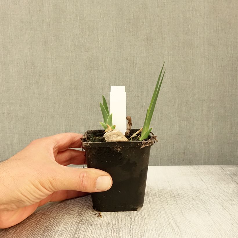 Esimerkki syksyllä toimitetusta Iris germanica Chateau d Auvers Sur Oise Godet de 8/9 cm-taimesta