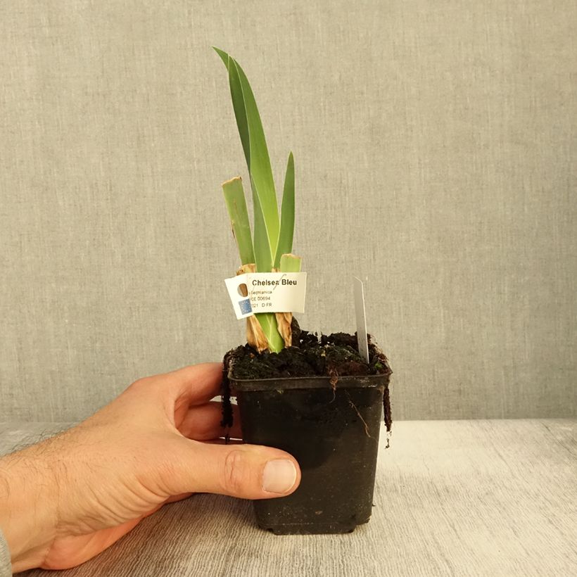 Esimerkki syksyllä toimitetusta Iris germanica Chelsea Bleu Godet de 8/9 cm-taimesta