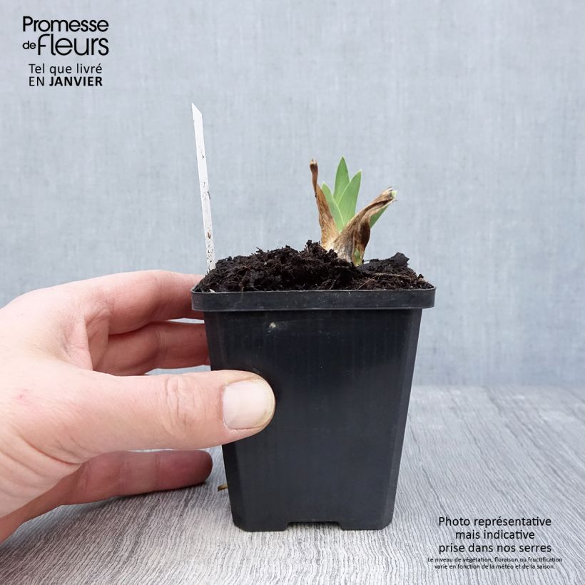 Esimerkki talvella toimitetusta Saksankurjenmiekka Coffee Trader 8/9 cm taimiruukku-taimesta