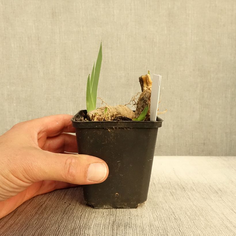 Esimerkki syksyllä toimitetusta Saksankurjenmiekka Crimson Tiger 8/9 cm taimiruukku-taimesta