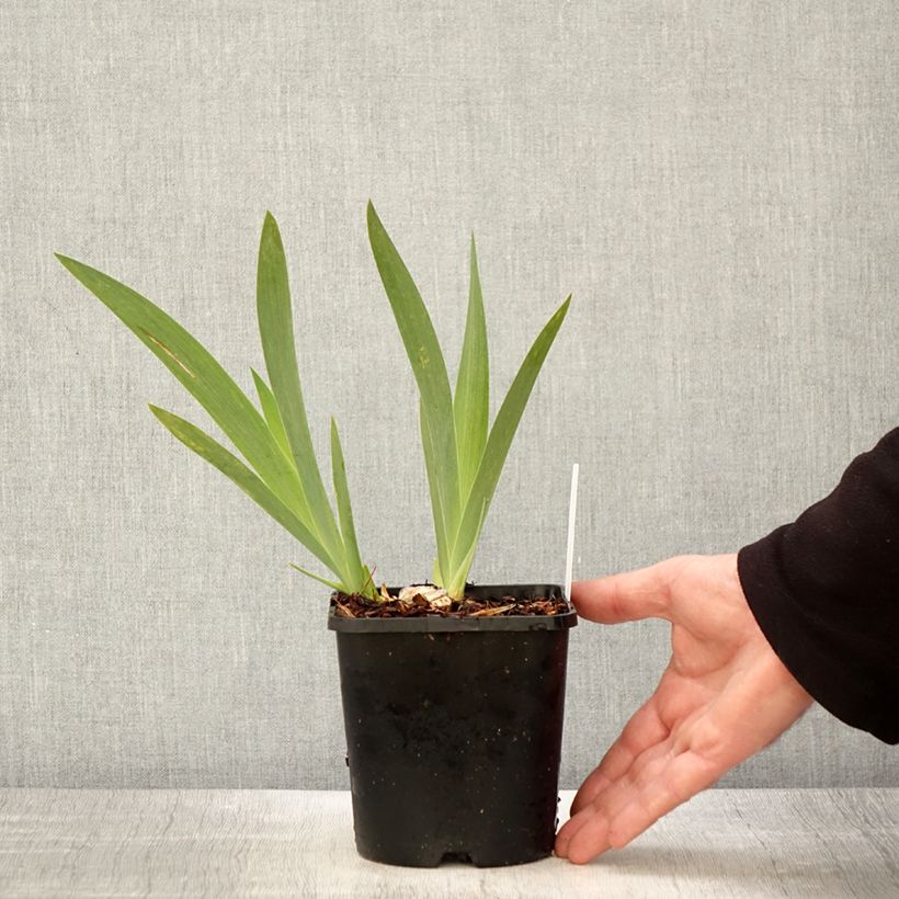 Esimerkki keväällä toimitetusta Iris germanica Crinoline - Iris des Jardins Pot de 1,5L/2L-taimesta